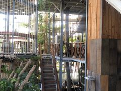 -Rainforest