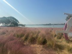 -贡湖湾湿地公园