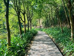 -广州白江湖森林公园