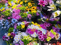 -大自然花鸟鱼虫市场