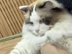 -白兔子密室(长寿路店)