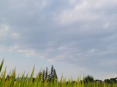 -良渚古城遗址公园