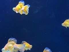 -海合安天津极地海洋公园