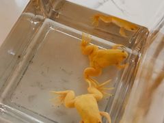 手工冰激凌第二个半价-大象厨房(重庆道店)