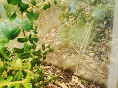 -上海昆虫博物馆