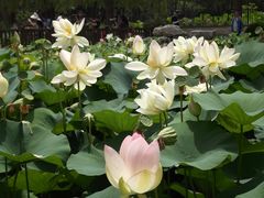 -莲花池公园