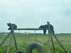-黑瞎子岛探秘野熊园
