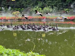 -广州长隆飞鸟乐园