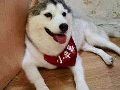 -Husky Go! 哈士奇体验馆·宠物咖啡厅狗咖