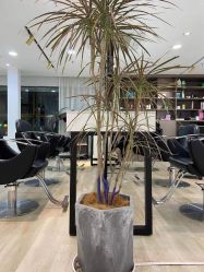 -新晨·SALON·形象造型