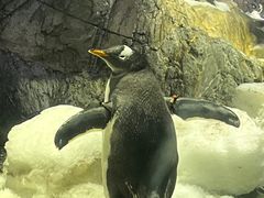 -大阪海游馆