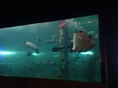 -洛阳龙门海洋馆