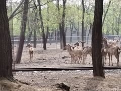 -秦皇岛野生动物园