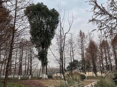 -九科绿洲