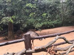 -海南热带野生动植物园