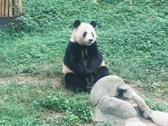 -都江堰中华大熊猫苑