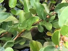 -西湖外事游船(花港观鱼码头)