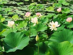 -莲花池公园