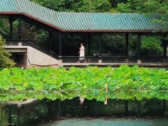 -桂湖森林公园