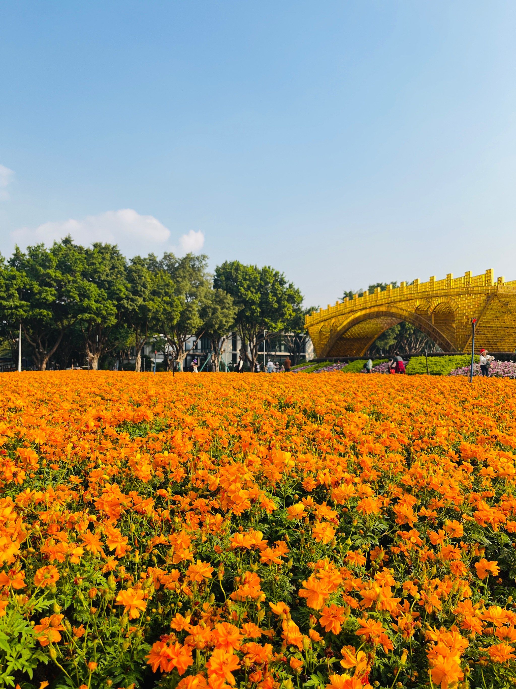 免费好去处!广州塔下看浪漫花海