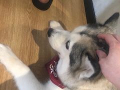 -Husky Go! 哈士奇体验馆·宠物咖啡厅狗咖