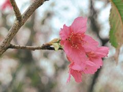 -天适樱花悠乐园