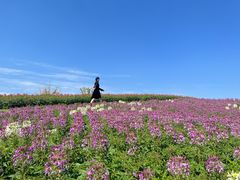 -径山花海