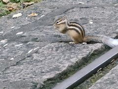 -五营红松林海景区