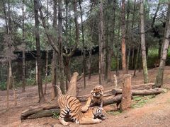 -云南野生动物园