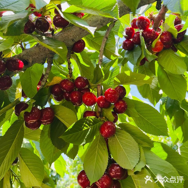 这个时候最适合来摘樱桃了。中午还去附近吃鸽子了