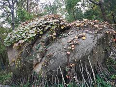 -白水寺森林公园