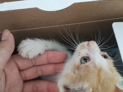 -宠颐生·恒爱宠物医院(静海店)