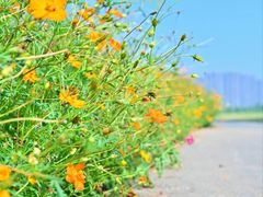 -洋湖国家湿地公园