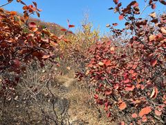 -北京西山国家森林公园