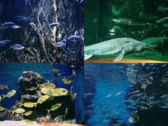 -华夏文旅海洋公园