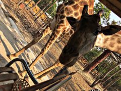 -清迈夜间动物园