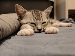 -有喵·猫咖·狗咖·30几只猫10只小狗(岗厦店)