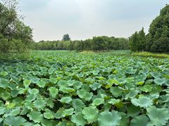 -绍兴镜湖国家城市湿地公园