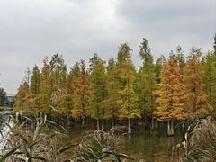 -白鹭湾湿地公园