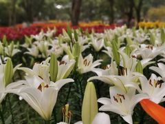 -无锡梅园公园