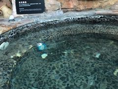 -海口观澜湖火山温泉谷