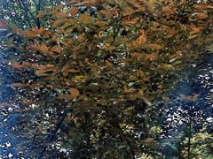 -重庆市江北嘴中央商务区中央公园