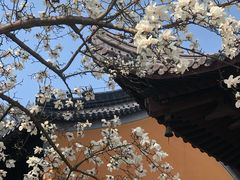 -灵谷景区