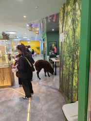 -神奇动物撸宠馆·羊驼·小浣熊·异宠(豫园店)