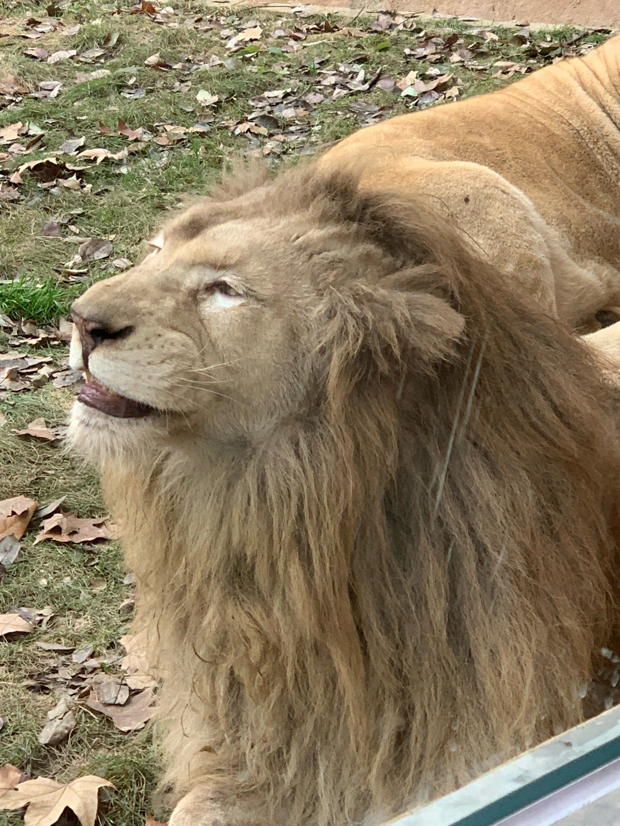 动物园的狮子🦁猫里猫气的