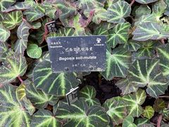 -深圳仙湖植物园