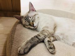 -猫和宫(六道口店)