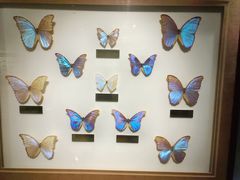 -上海昆虫博物馆