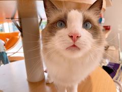 -飞行喵MR PILOT|猫舍·猫咖(静安大融城店)