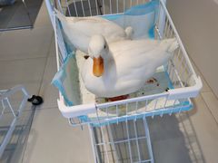 -怪兽屋·羊驼·猫咖·狗咖(俊华广场店)